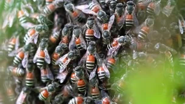 Пчелы Собираются Вместе Построить Гнездо — стоковое видео