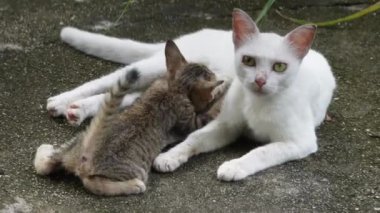 Beyaz kedi uzanıp bebeğini emziriyor. Yavru kedi gri..