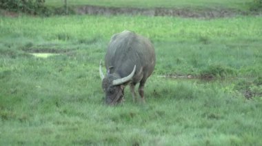 Doğa, kırsal kesimde pirinç tarlaları evcil bir bufalo ot yiyor..