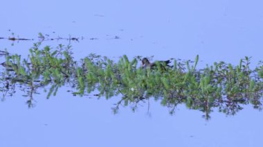 Suda yüzen bir ördeğin yiyecek bir şeyler ararken çekilmiş doğa videosu..