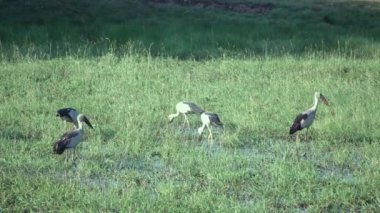 Açık gagalı bir kuş sürüsü doğal olarak su alan bir çayırda besleniyor..