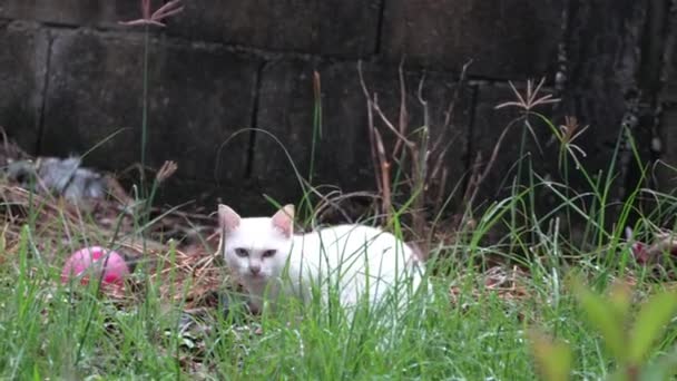 白い猫は小さな茂みの後ろに隠れようとしました — ストック動画