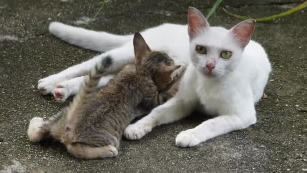 Weiße Katze Legt Sich Hin Und Stillt Ihr Baby Das — Stockvideo