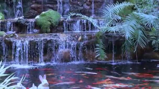 Malý Vodopád Zahradě Koi Ryby Plavání Rybníku — Stock video