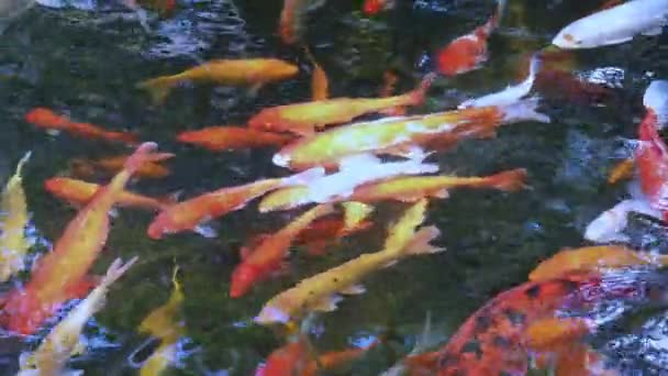 Многие Кои Рыбы Плавают Пруду — стоковое видео