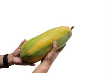 Büyük bir papaya tutmak için iki elini kullan. beyaz arkaplanda