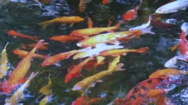 Birçok koi balığı gölette yüzer..