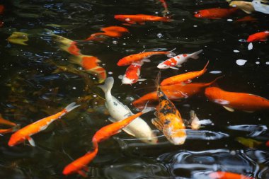 Birçok koi balığı gölette yüzer.