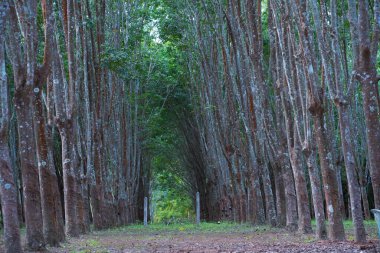 Kauçuk ağaçlar güzel sıralarda dikilmiş.