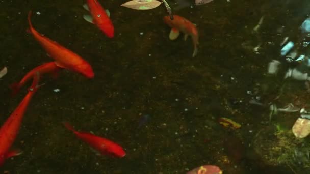 Gouden Koi Vissen Zwemmen Vijver — Stockvideo
