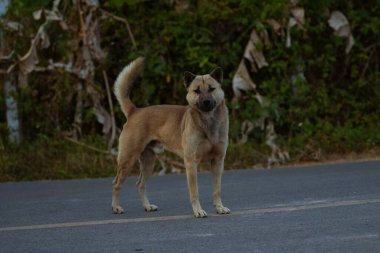 Geleneksel bir Asyalı köpek, kırmızı renkli, duruyor ve şiddetle bakıyor..