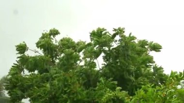 Yağmur yağıyordu ve rüzgar sert esiyordu. Ağaçların eğilmesine ve rüzgarın şiddetinden bükülmesine neden oluyordu..