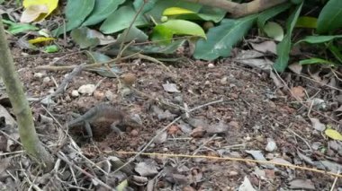 Bukalemunlar toprağı tekmelemek ve yumurta deliklerini kapatmak için ön ayaklarını kullanırlar..