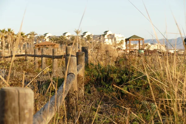 Çalılar ve arka planda binalar ve palmiye ağaçları olan vahşi çalılıklar.