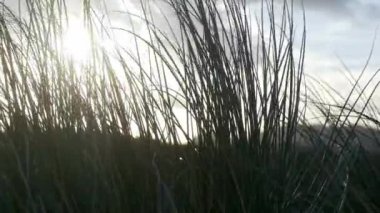 a closeup of a beautiful green grass