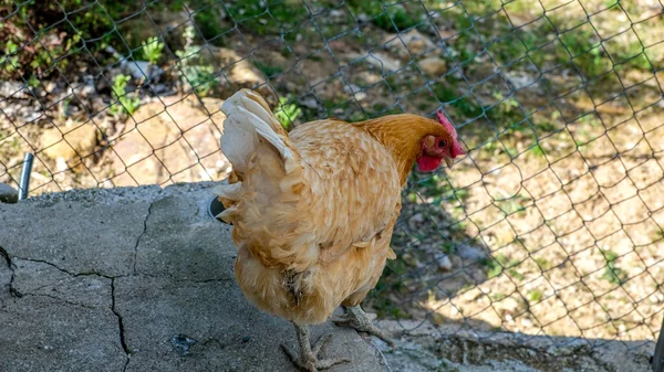 Στον Κήπο Υπάρχουν Κότες Υψηλής Ποιότητας Φωτογραφία — Φωτογραφία Αρχείου