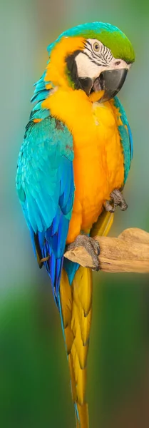 Μπλε Και Κίτρινο Μακάο Εξωτικό Πουλί Αφρικανικό Μακάο Χρωματιστός Παπαγάλος — Φωτογραφία Αρχείου