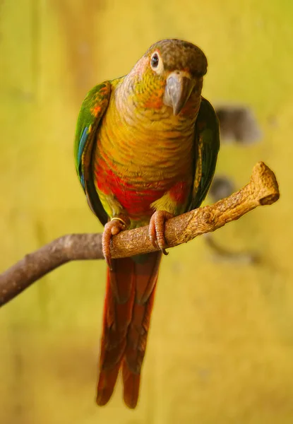 Vackra Färgglada Papegoja Solen Conure Aratinga Solstitialis — Stockfoto