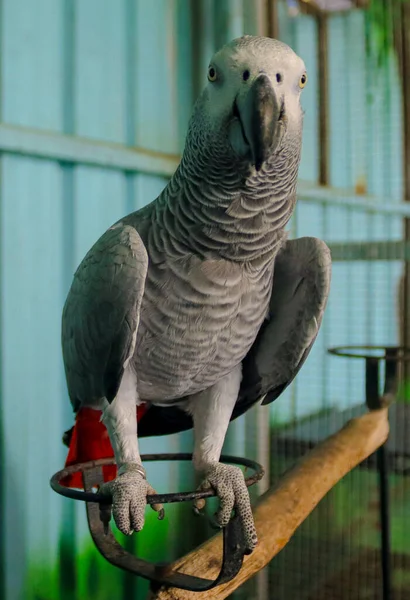 Ένας Παπαγάλος Κοκτέιλ Κοντινό Πλάνο Φωτογραφία Του Psittacus Erithacus Γκρι — Φωτογραφία Αρχείου