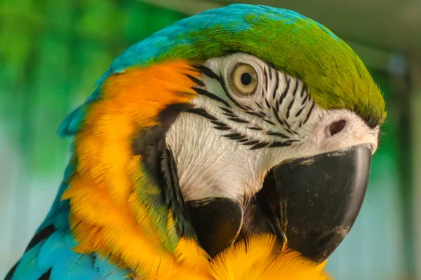 Närbild Bedårande Papegoja — Stockfoto
