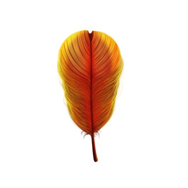 Beyaz arkaplanda tüy izole edildi