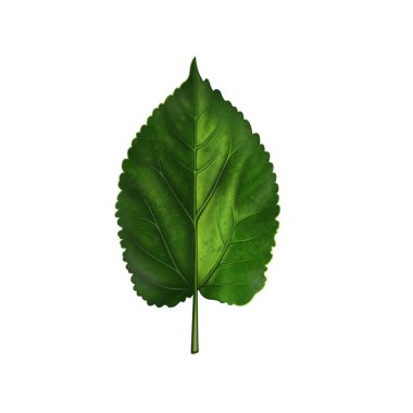 green leaf isolated on white background. in flat design.