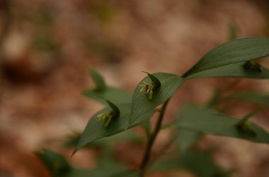 Bahçede yeşil yapraklar