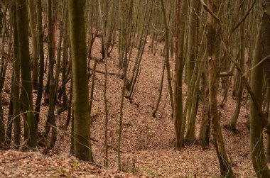 İlkbaharın başında orman, hindi İstanbul
