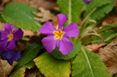 Bahçede mor bir nonoş