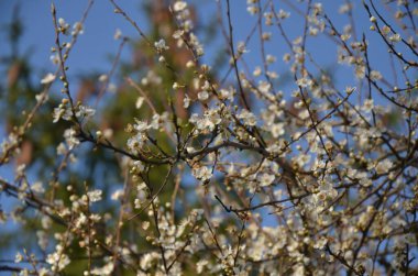 Bahçedeki güzel çiçekler