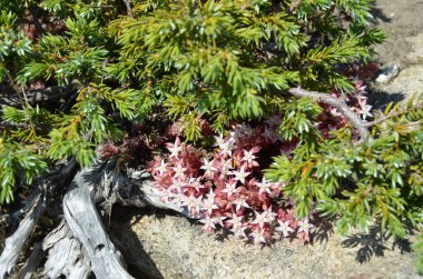 Sahildeki çiçeklerin güzel manzarasını kapat.