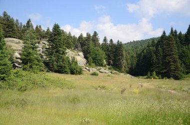 Ağaçlı güzel dağ manzarası