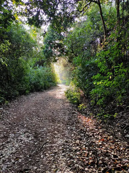 Toprak yol yemyeşil ağaçlar ve yapraklarla çevrili..