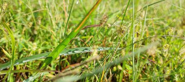 Görüntü yeşil yosunlarla kaplı, yemyeşil yapraklar ve ağaçlarla çevrili yosunlu bir yüzeyi gösteriyor..