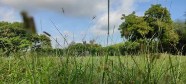 Parlak mavi gökyüzünün altındaki çimenli bir arazinin sakin bir görüntüsü resme yansıdı. Resmin genel kompozisyonu, muhtemelen kırsal ya da kırsal bir yerde sakin ve resimsel bir sahne önermektedir..