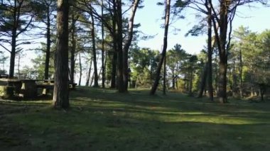 Winter aerial drone flight between pines in a forest, with picnic tables, in the south of Galicia, Spain