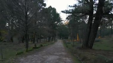 Galiçya 'nın güneyinde piknik masalarıyla ormanda çamlar arasında kış uçuşu.