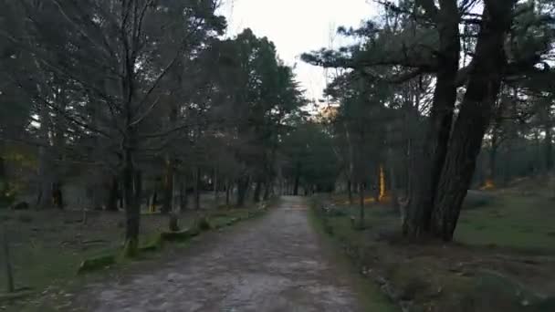 Téli Repülés Fenyők Között Egy Erdőben Piknik Asztalokkal Dél Galíciában — Stock videók