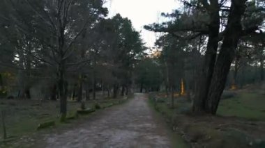 Aerial drone flight between pines in a forest, with the golden hour, in the Monte Galieiro, the south of Galicia, Spain 