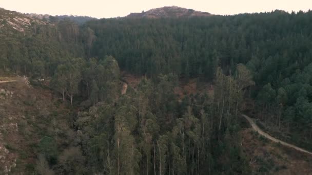 Aerial Shot Forest Trees Sunset Golden Hour Monte Aloia Galicia — Stockvideo