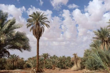 Palmiye, hurma ağacı, Afrika