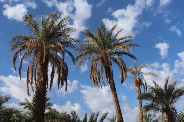 Palmiye, hurma ağacı, Afrika