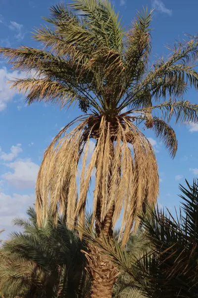 Palmiye, hurma ağacı, Afrika