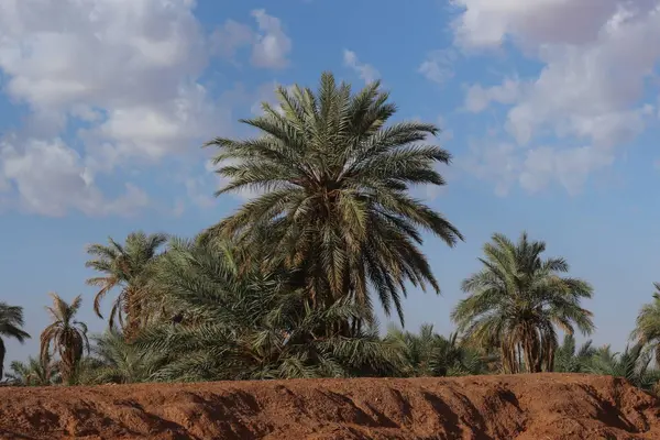 Palmiye, hurma ağacı, Afrika