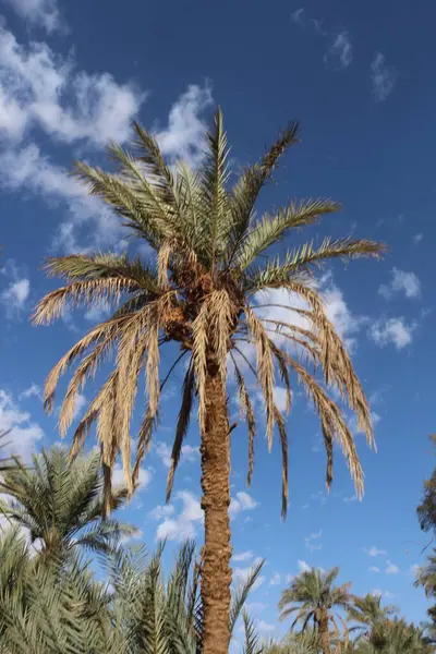 Palmiye, hurma ağacı, Afrika