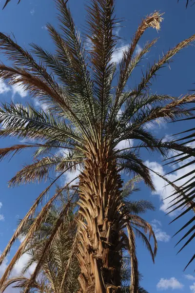 Palmiye, hurma ağacı, Afrika