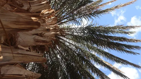 Palmiye, hurma ağacı, Afrika