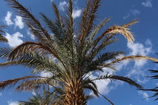 Palmiye, hurma ağacı, Afrika