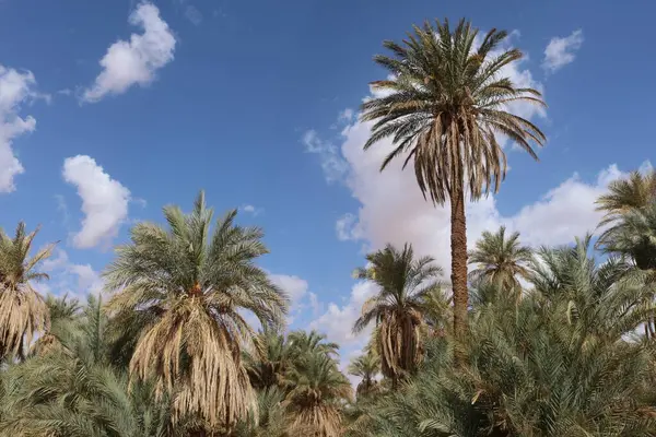 Palmiye, hurma ağacı, Afrika