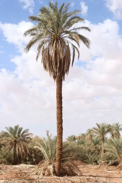 Palmiye, hurma ağacı, Afrika